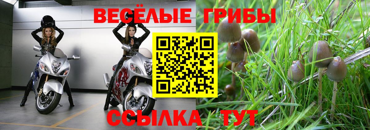 Псилоцибиновые грибы Psilocybe  Псилоцибиновые грибы Psilocybe  Волоколамск  Вход с VPN 